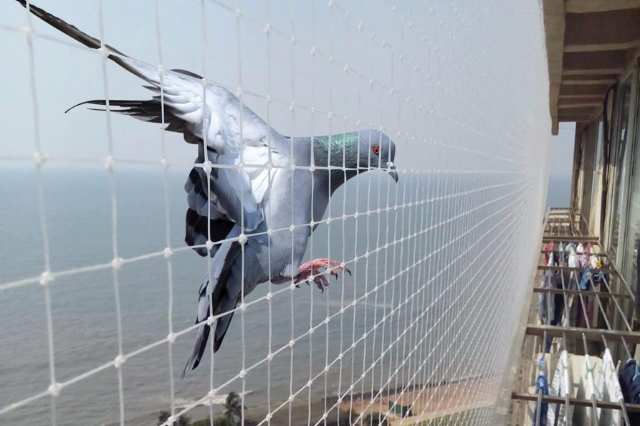 Bird net icon